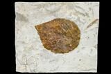 Fossil Leaf (Davidia) - Montana #113249-1